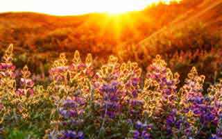 New Altcoin Surges 250%, Eyeing 900% Rally: Why Top Investors Are Shifting Focus and What It Means